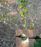 Lonicera fragrantissima (Wintersweet or Winter Honeysuckle)